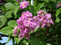 血糖管理-紫薇葉バナバ（Banaba）植物中的「天然胰島素」