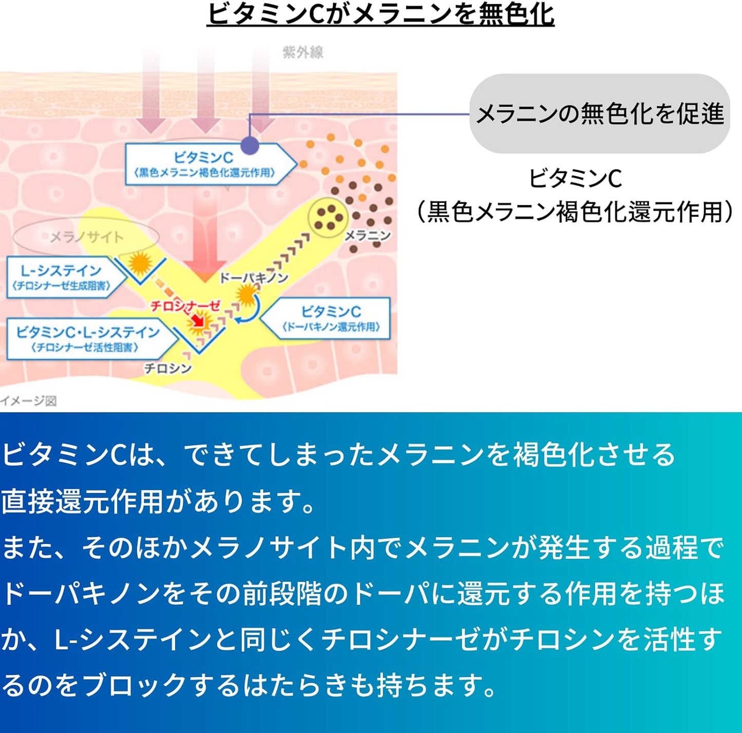 Made in Japan: TRANSINO | New Version Upgraded Blue Bottle High Concentration Spot-Removing Whitening Supplement (B3385)